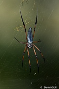 DSC_7527 Nephila inaurata palm spider_tn